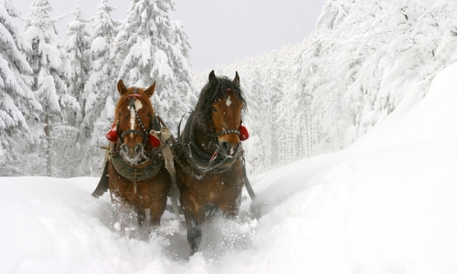 Bend Oregon Sleigh Rides