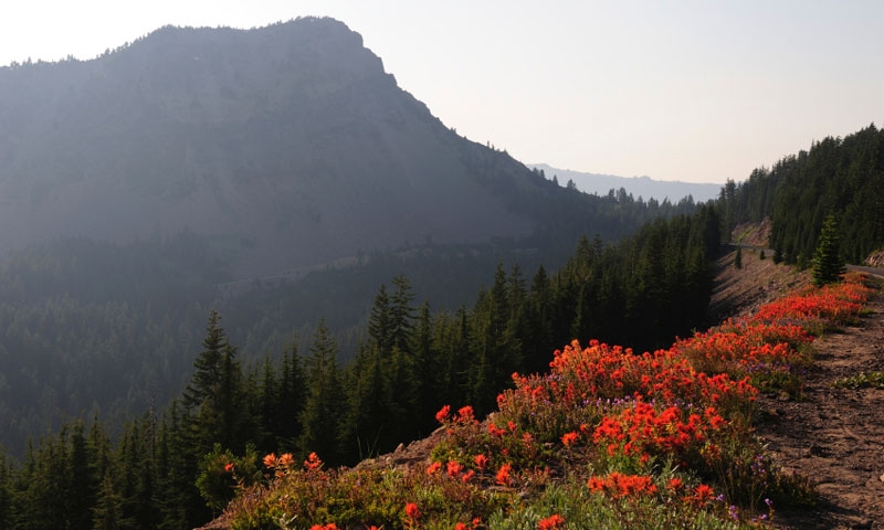 Indian Paintbrush along a trail in Crater Lake National Park