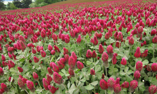 Willamette Valley