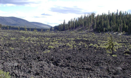 Lava Cast Forest